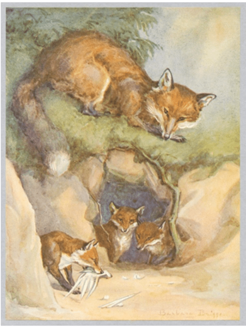 Botanically accurate animal illustrations by Barbara Briggs from Friends of Field and Forest, co-authored with Eleanor Helme. Illustrations from Friends of Field and Forest — author's copy