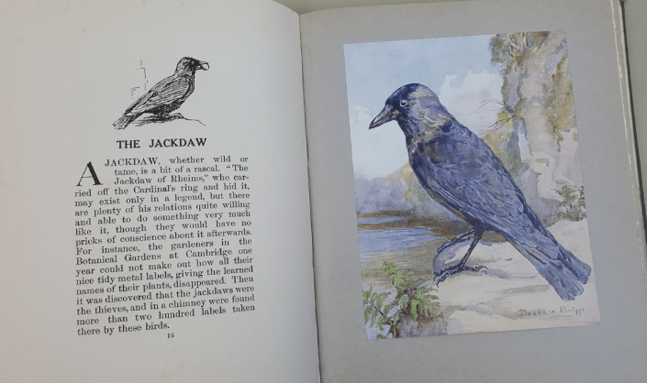 Colour plates of British birds by Barbara Briggs, used in schools throughout Britain, from the author's personal collection